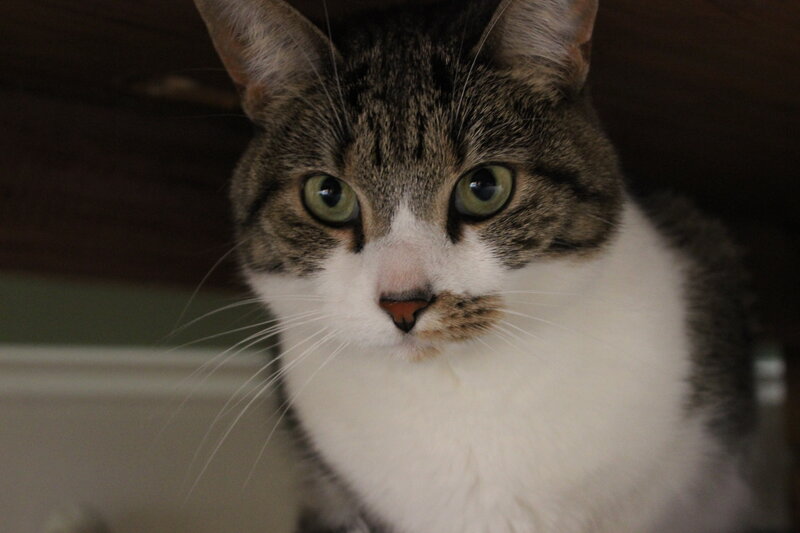 Tabby Cat with White Chest — Gray, Calm, Photograph