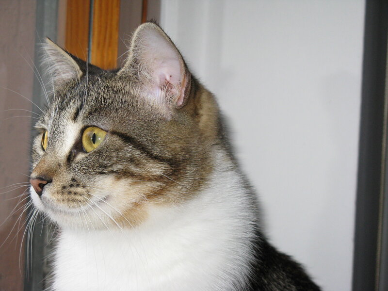 Tabby Cat with White Chest — Gray, Calm