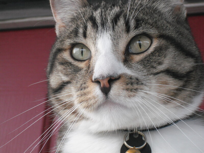 Tabby Cat with White Chest — Gray