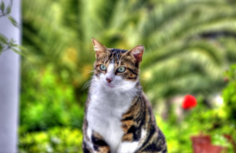 Tabby Cat with White Chest — Green