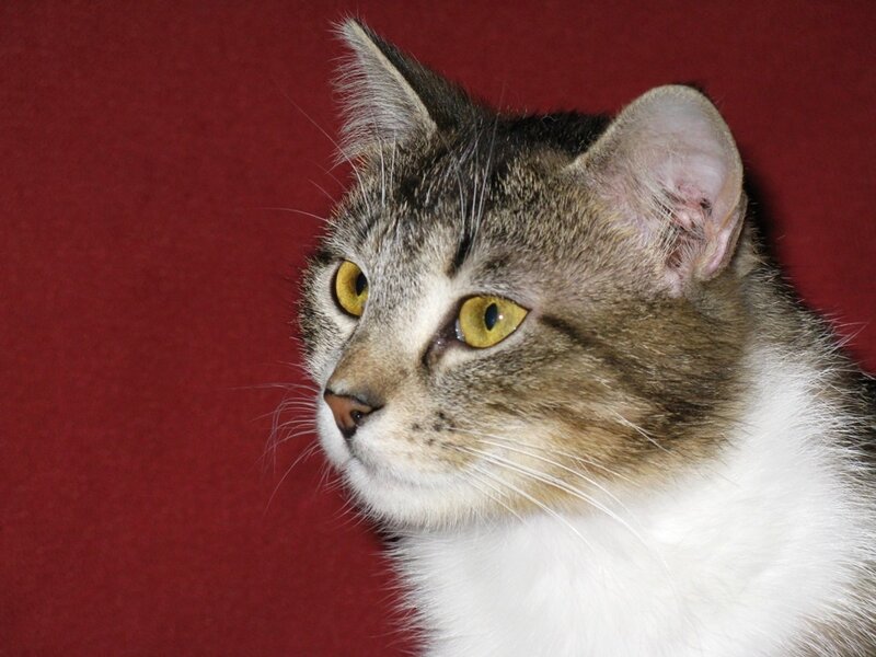 Tabby Cat with White Chest — Red