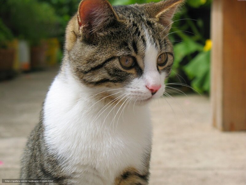 tabby cat with white chest