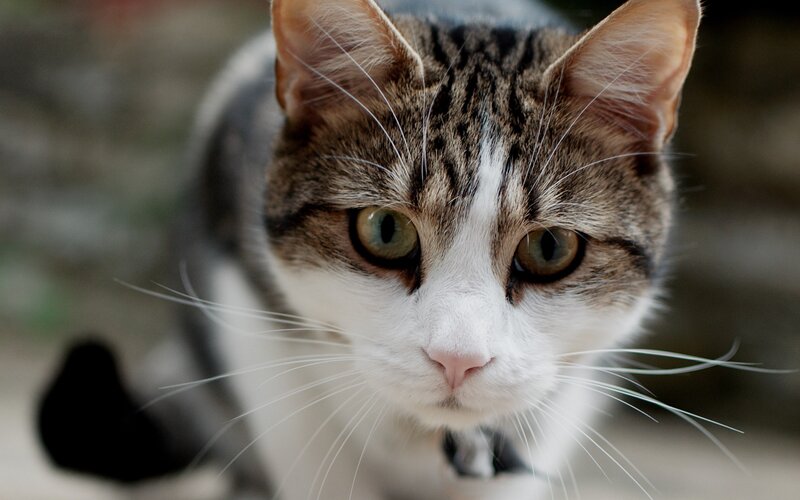 Tabby Cat with White Face — Brown