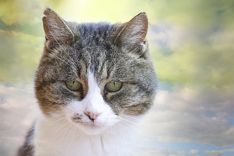 Tabby Cat with White Face — Gray, Calm, Afternoon