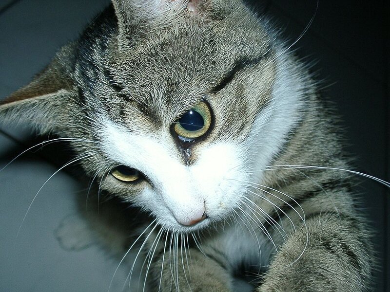 Tabby Cat with White Face — Gray, Calm, Photograph