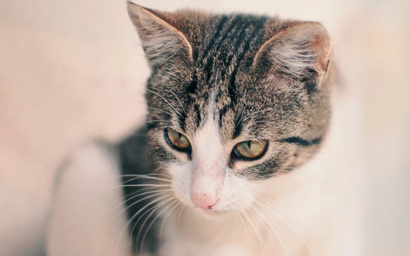 Tabby Cat with White Face — Gray, Calm