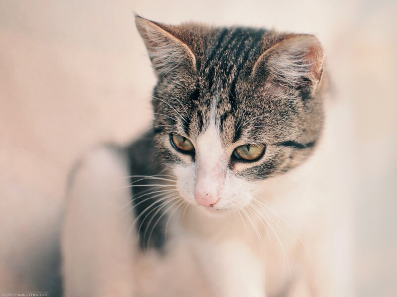 Tabby Cat with White Face — Gray