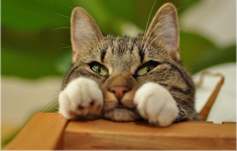Tabby Cat with White Paws