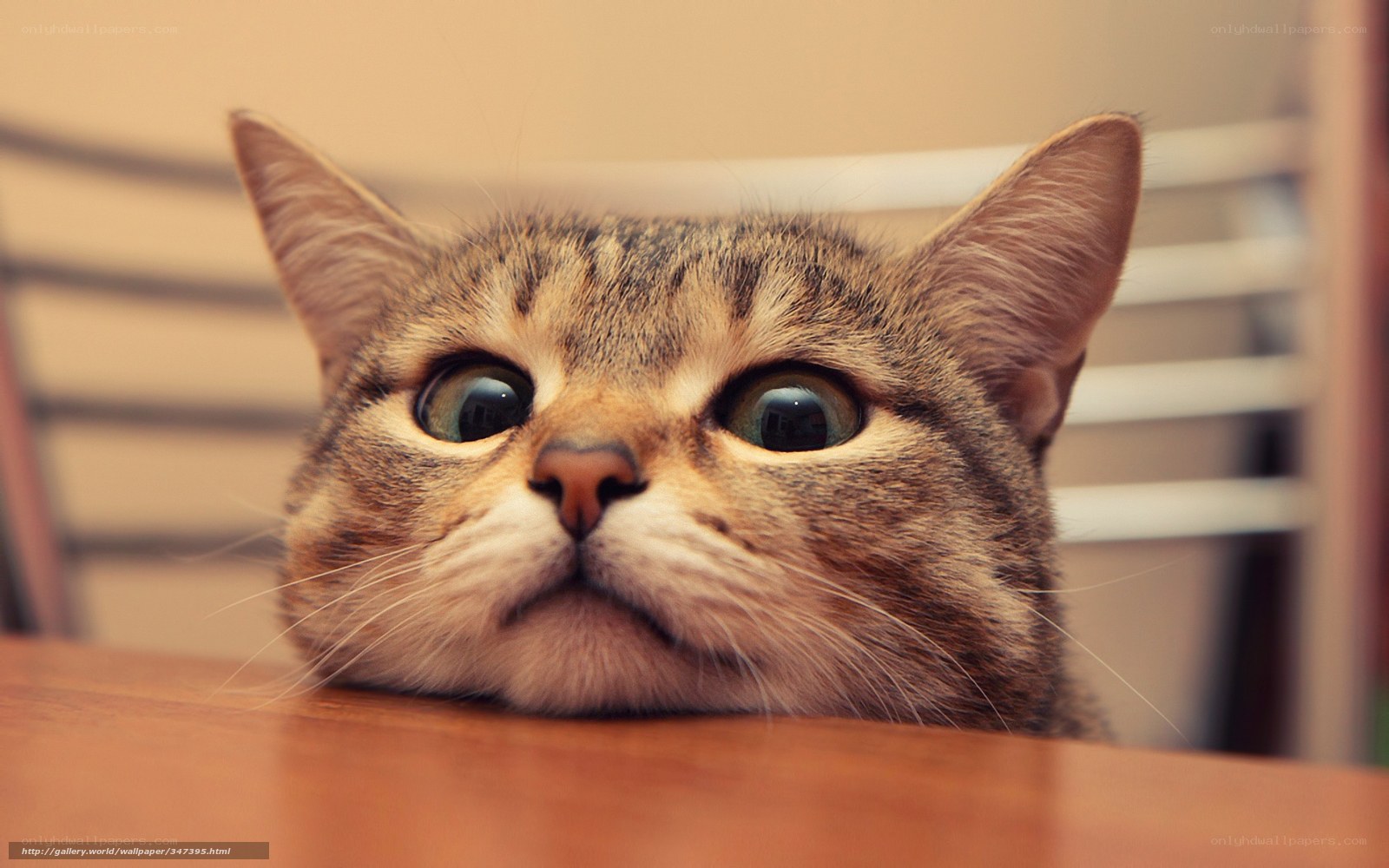 tabby cat with wide eyes