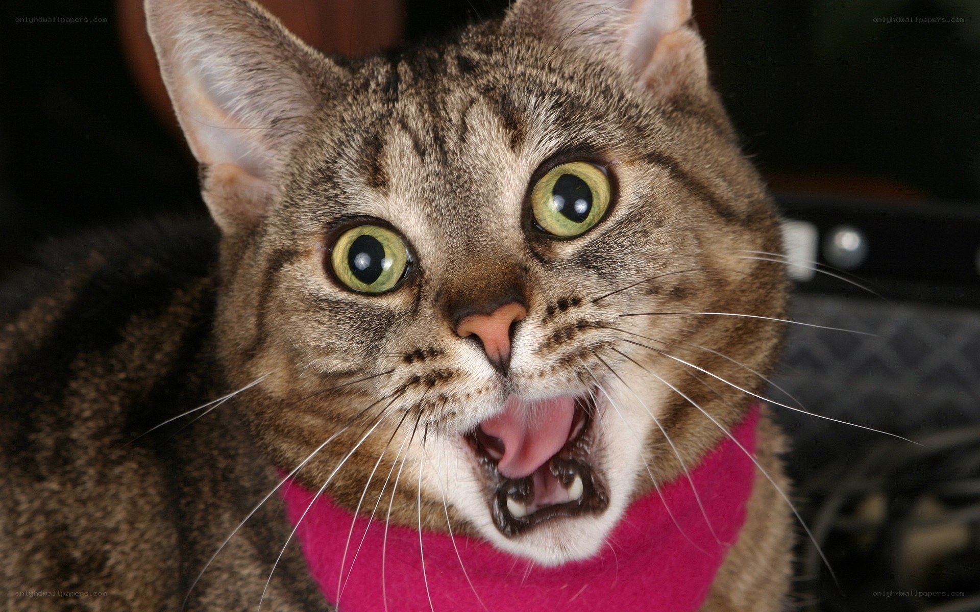 tabby cat with wide eyes