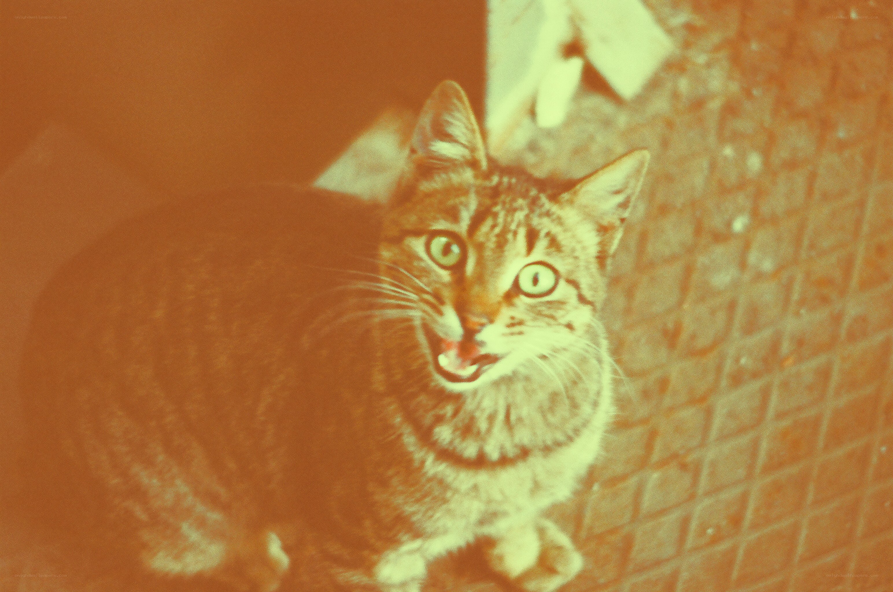 tabby cat with wide eyes
