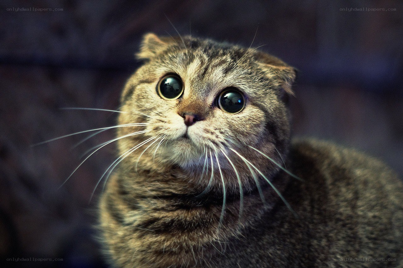tabby cat with wide eyes