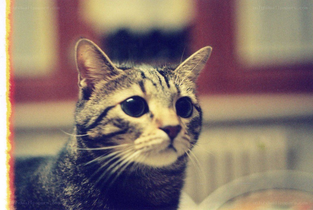 tabby cat with wide eyes