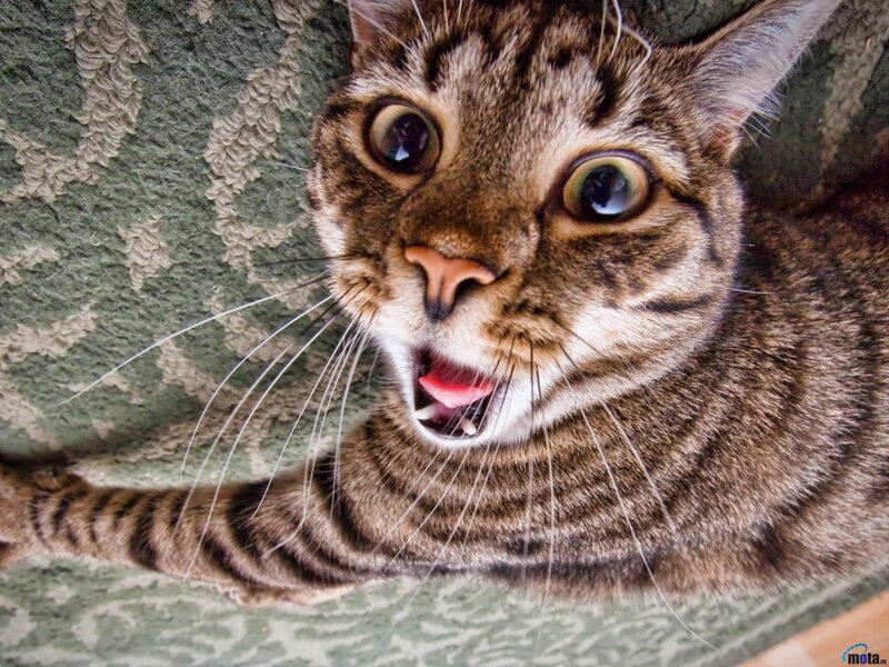 Tabby Cat with Wide Eyes — Brown, Startled, Photograph