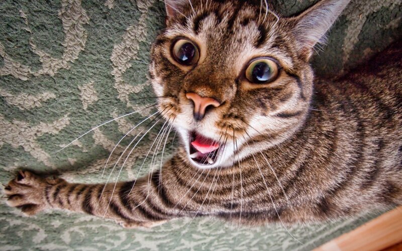 Tabby Cat with Wide Eyes — Brown, Startled, Photograph, Whiskers