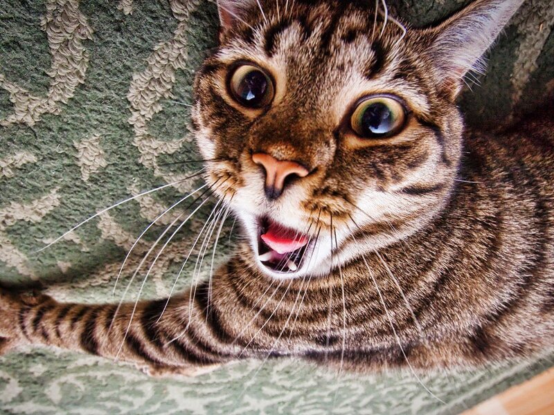 Tabby Cat with Wide Eyes — Brown, Startled