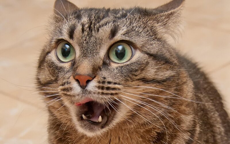 Tabby Cat with Wide Eyes — Brown, Surprised, Photograph
