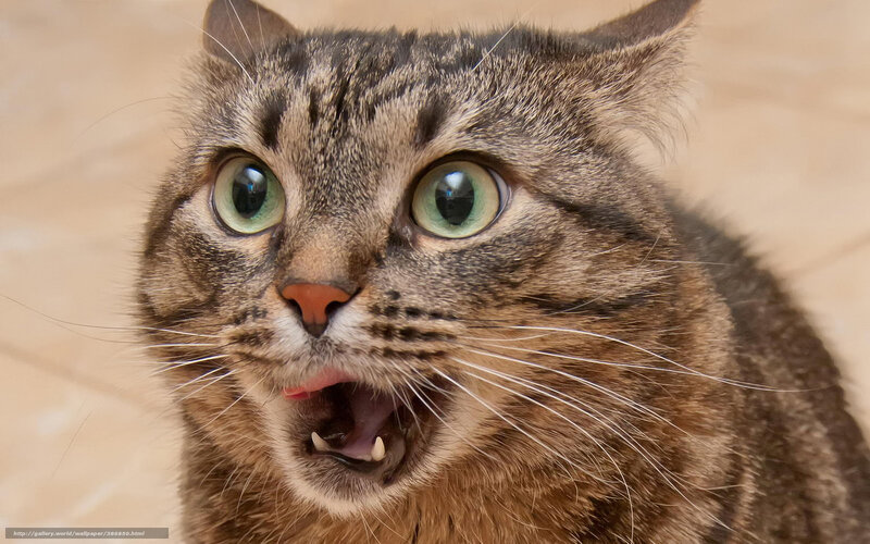Tabby Cat with Wide Eyes — Brown, Surprised, Photograph, Whiskers