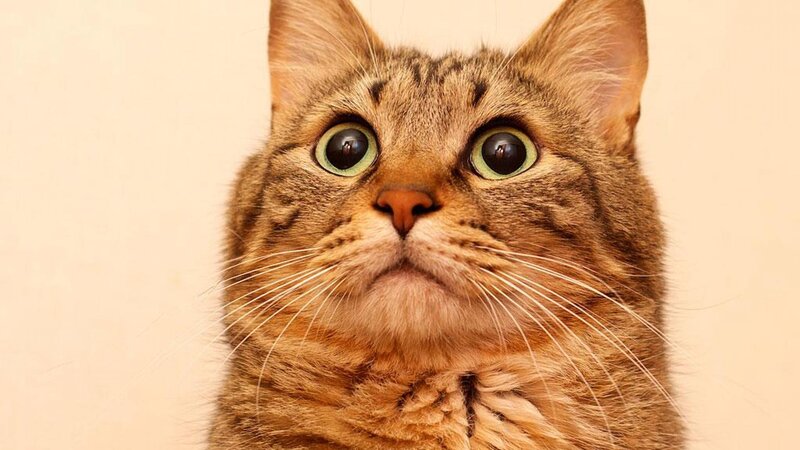 Tabby Cat with Wide Eyes — Brown, Surprised