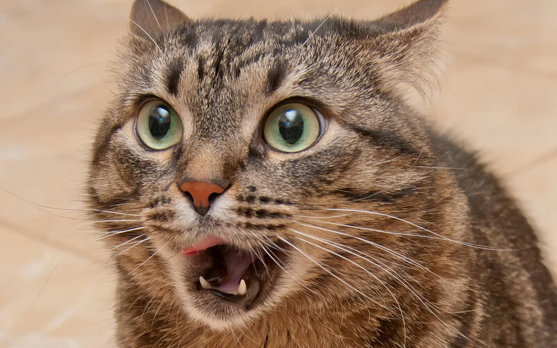 Tabby Cat with Wide Eyes — Brown