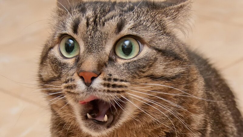 Tabby Cat with Wide Eyes — Mouth