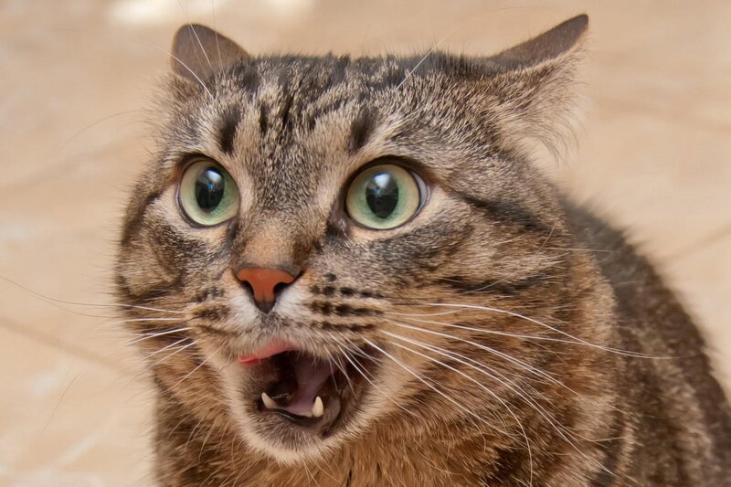 Tabby Cat with Wide Eyes — Photograph