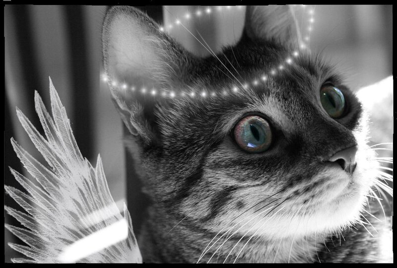 Tabby Cat with Wings