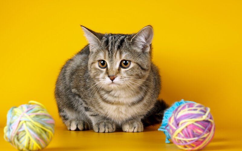 tabby cat with yarn balls