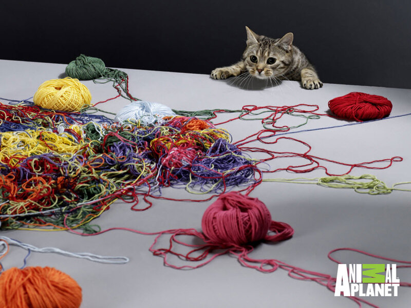 Tabby Cat with Yarn — Gray