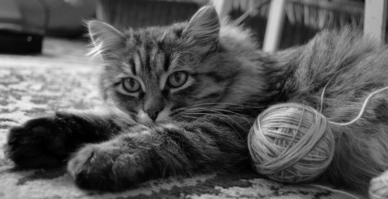 Tabby Cat with Yarn