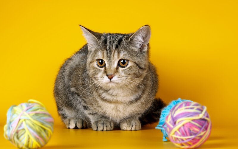 Tabby Cat with Yarn — Yellow, Calm