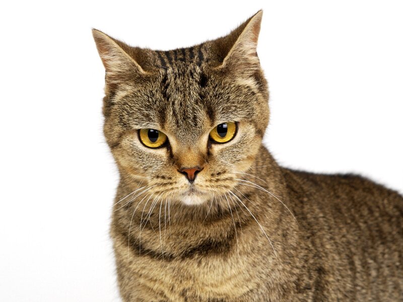 tabby cat with yellow eyes