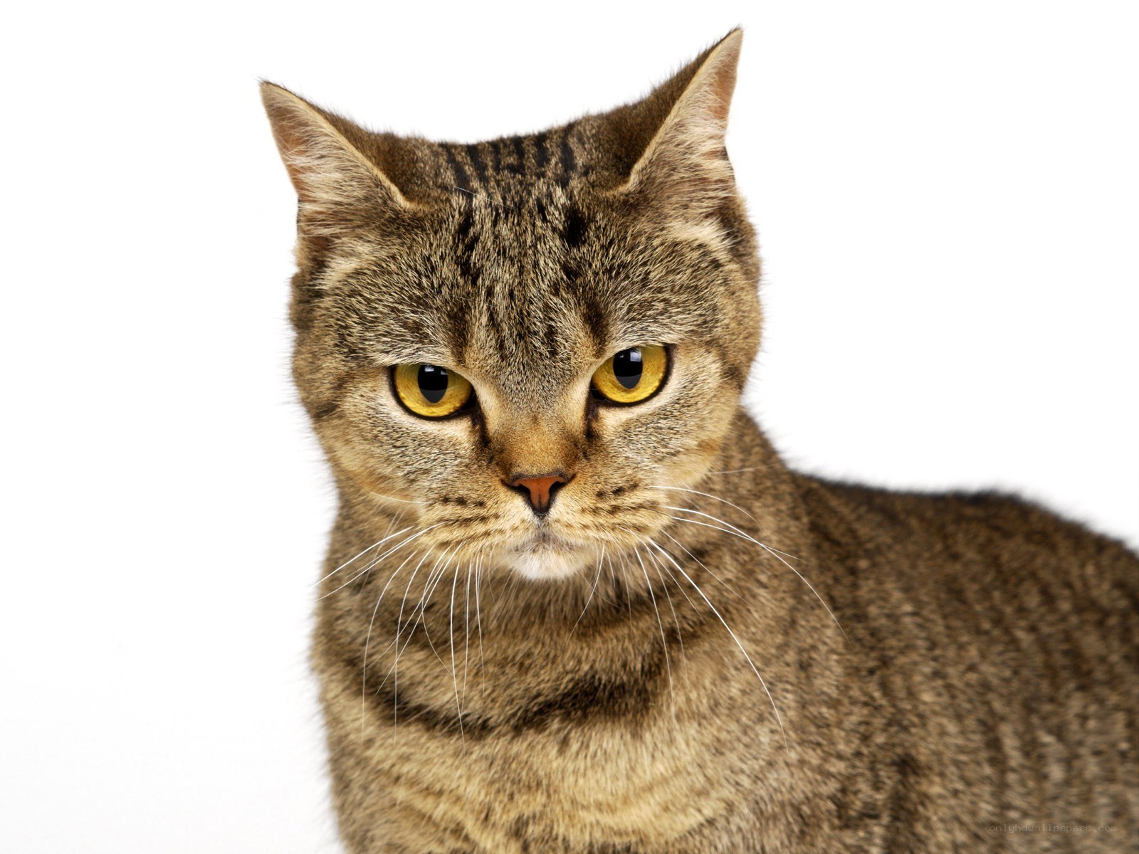 tabby cat with yellow eyes