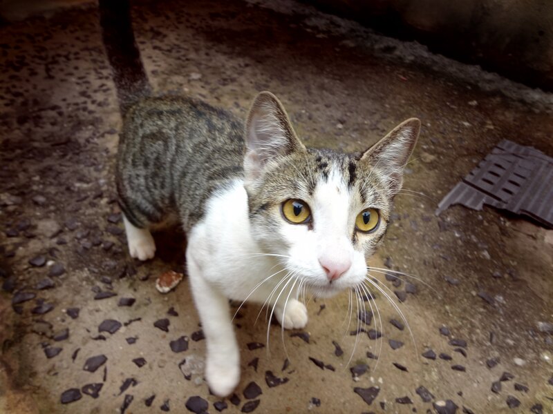 tabby cat with yellow eyes