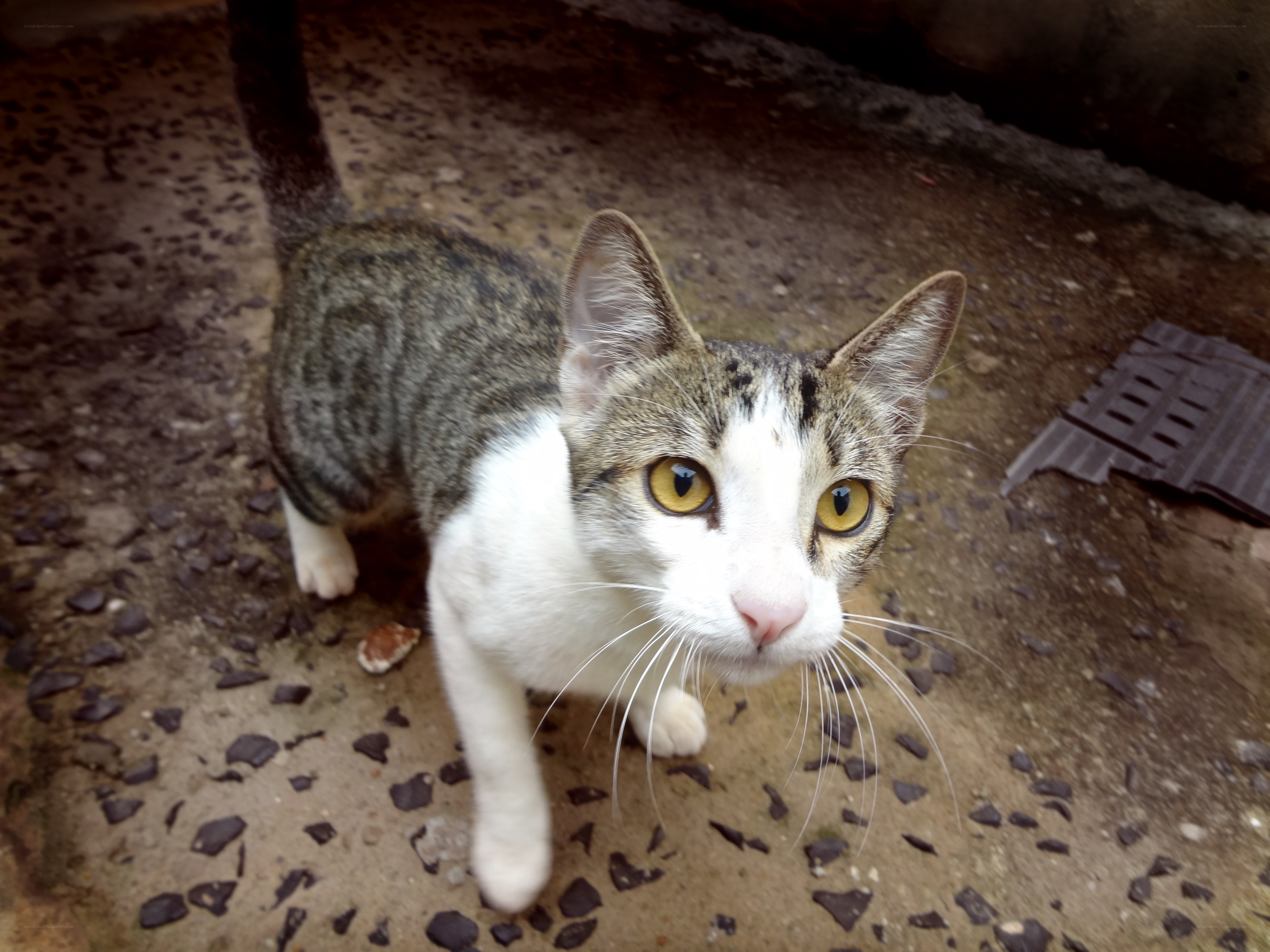 tabby cat with yellow eyes