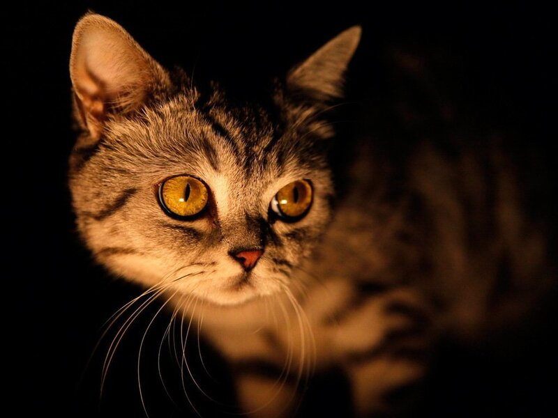 Tabby Cat with Yellow Eyes — Black