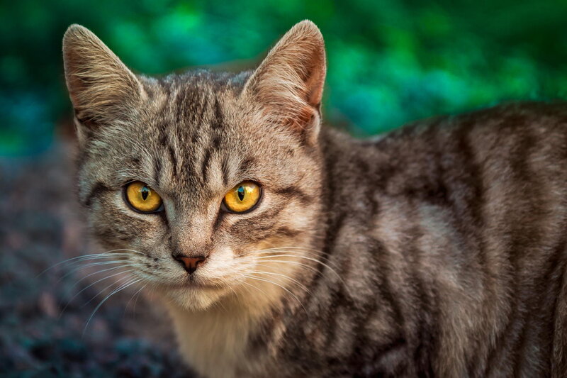 Tabby Cat with Yellow Eyes — Brown