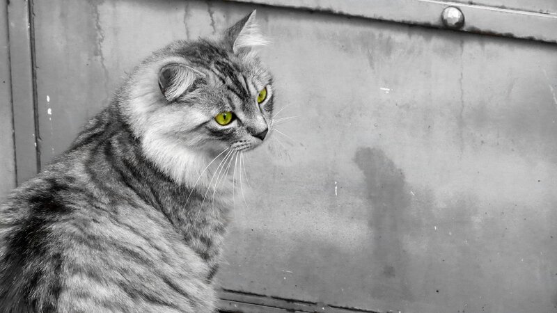 Tabby Cat with Yellow Eyes — Gray