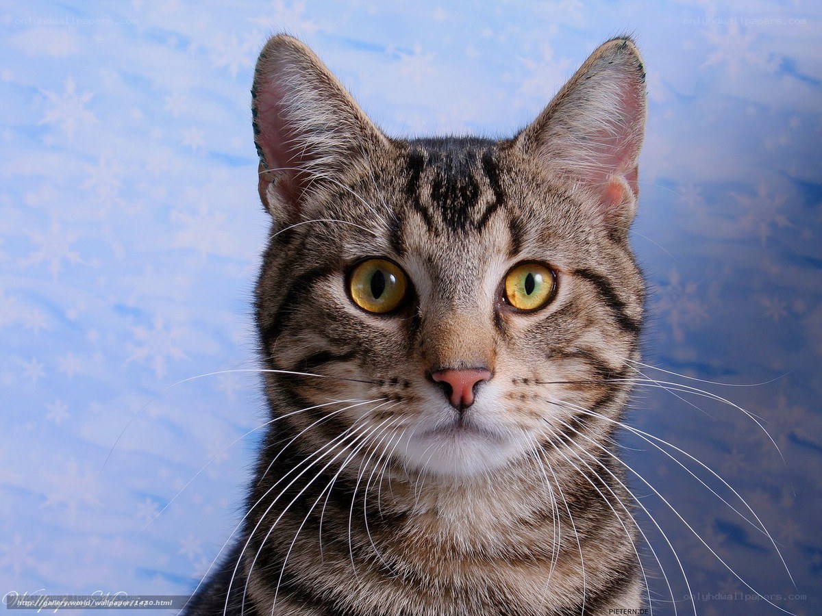 tabby cat with yellow eyes