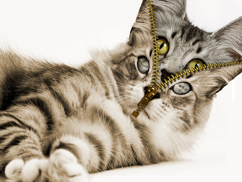 Tabby Cat with Zipper