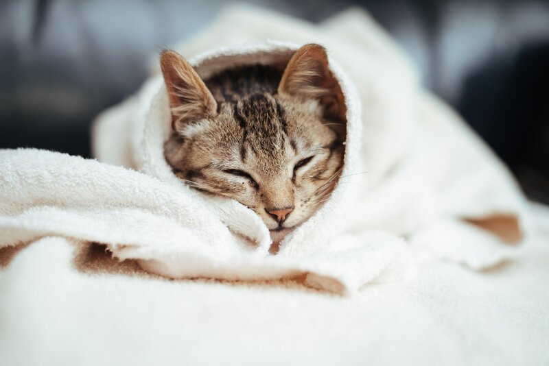 Tabby Cat Wrapped in Towel