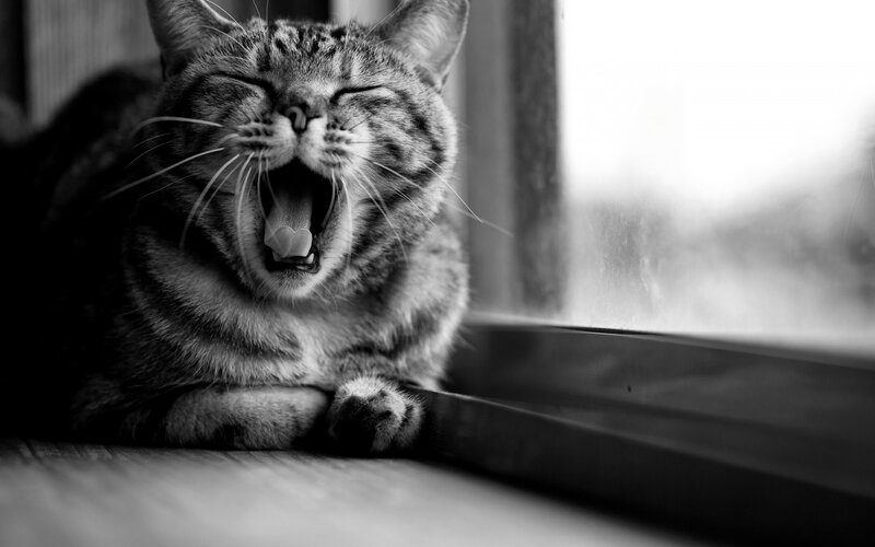 Tabby Cat Yawning — Black, Calm, Photograph