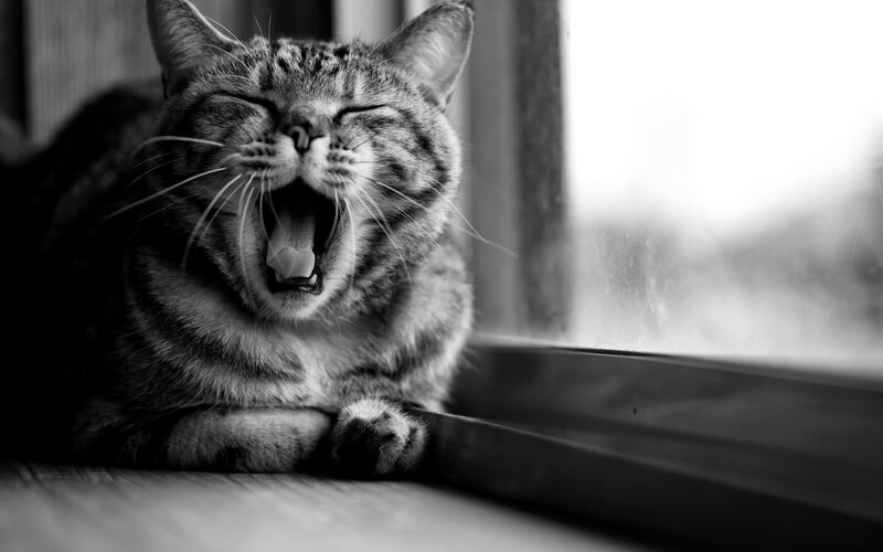 Tabby Cat Yawning — Black, Calm, Photograph, Window
