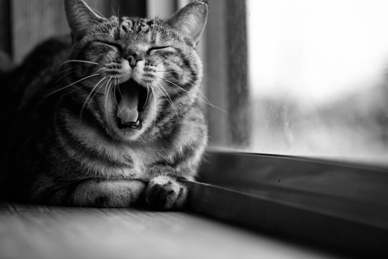 Tabby Cat Yawning — Black, Calm