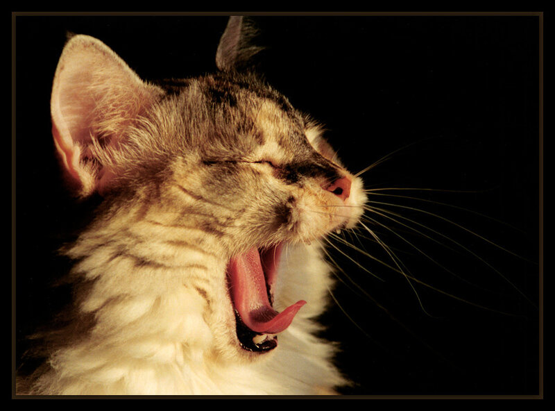 Tabby Cat Yawning — Black