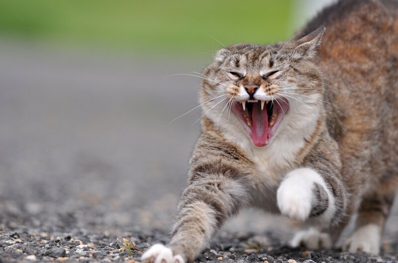 Tabby Cat Yawning — Brown, Active