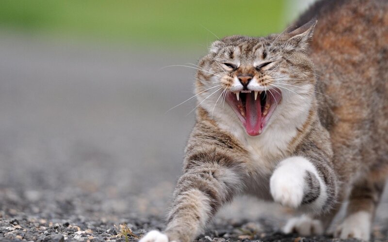 Tabby Cat Yawning — Brown, Aggressive