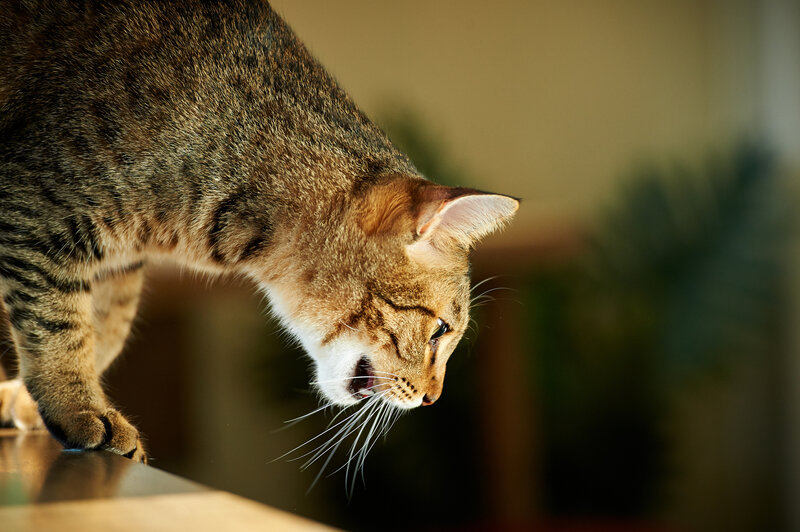 Tabby Cat Yawning — Brown, Calm, Afternoon, Photograph