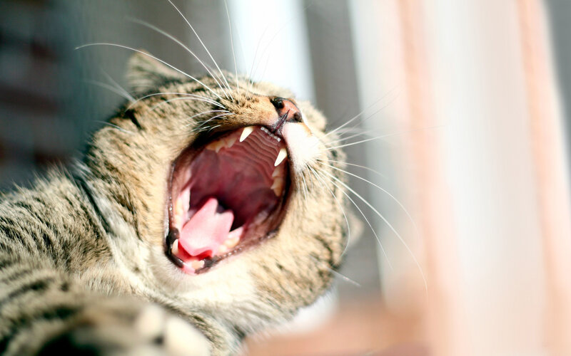 Tabby Cat Yawning — Brown, Calm, Afternoon