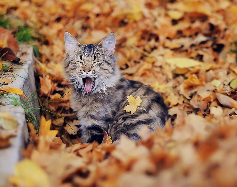 Tabby Cat Yawning — Brown, Calm, Autumn
